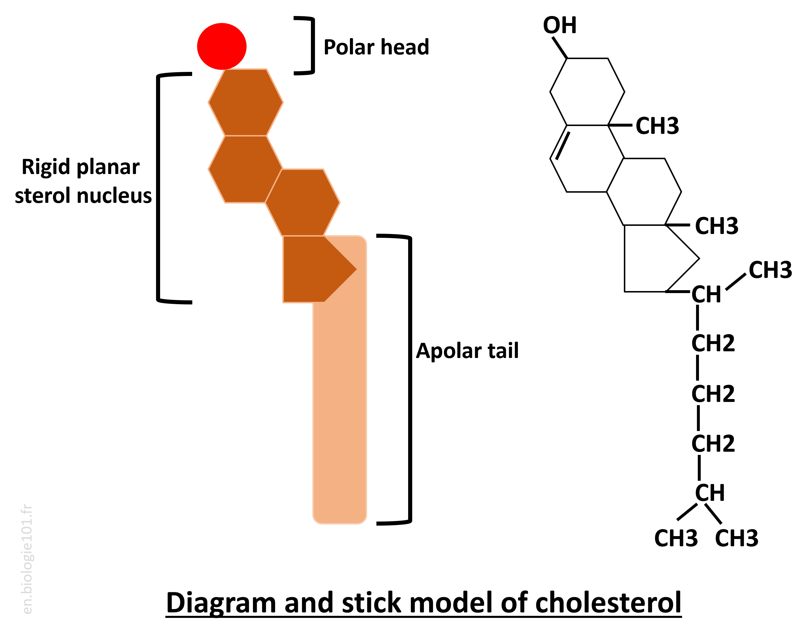 Cholesterol Structure Diagram and Model Cholesterol diagram and stick model showing its molecular structure, highlighting the four fused rings