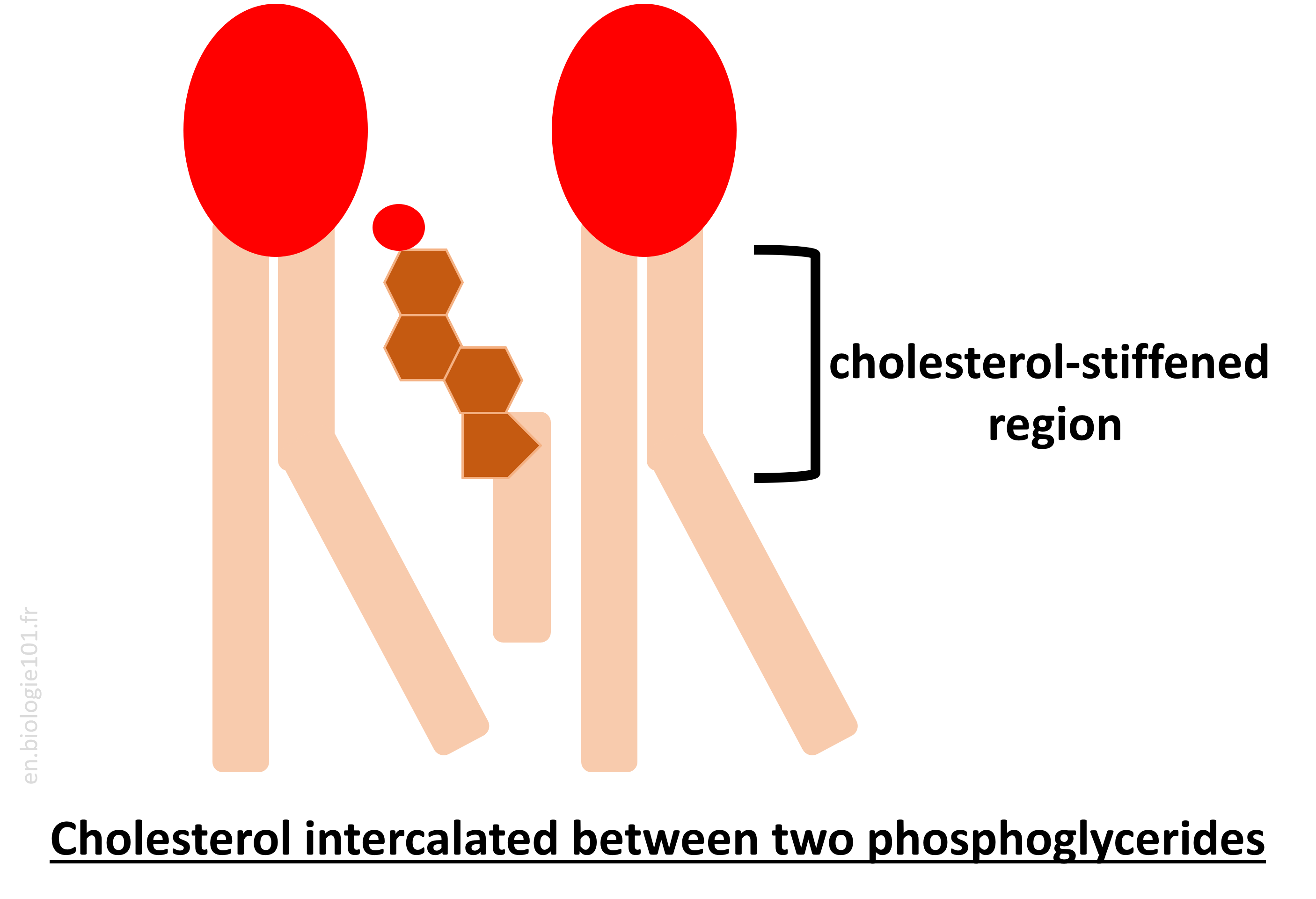 Impact of Cholesterol in Membrane Fluidity Cholesterol positioned between two glycerophospholipids, illustrating its role in modulating membrane fluidity by enhancing stability and reducing permeability.