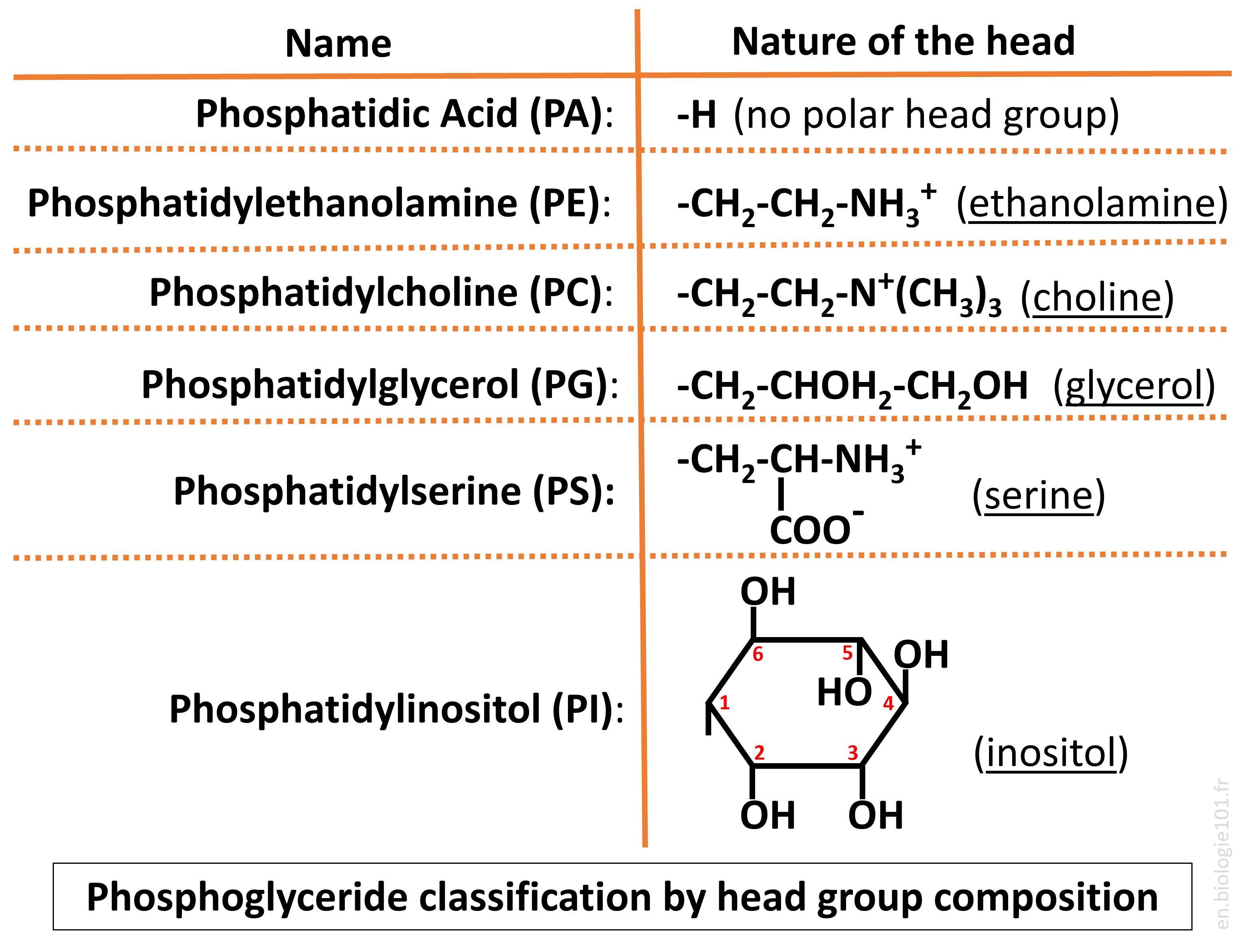 Phosphoglyceride Head Groups Diagram Phosphoglyceride head groups diagram showing phosphatidic acid (PA), phosphatidylserine (PS), phosphatidylcholine (PC), phosphatidylethanolamine (PE), phosphatidylinositol (PI), and phosphatidylglycerol (PG).