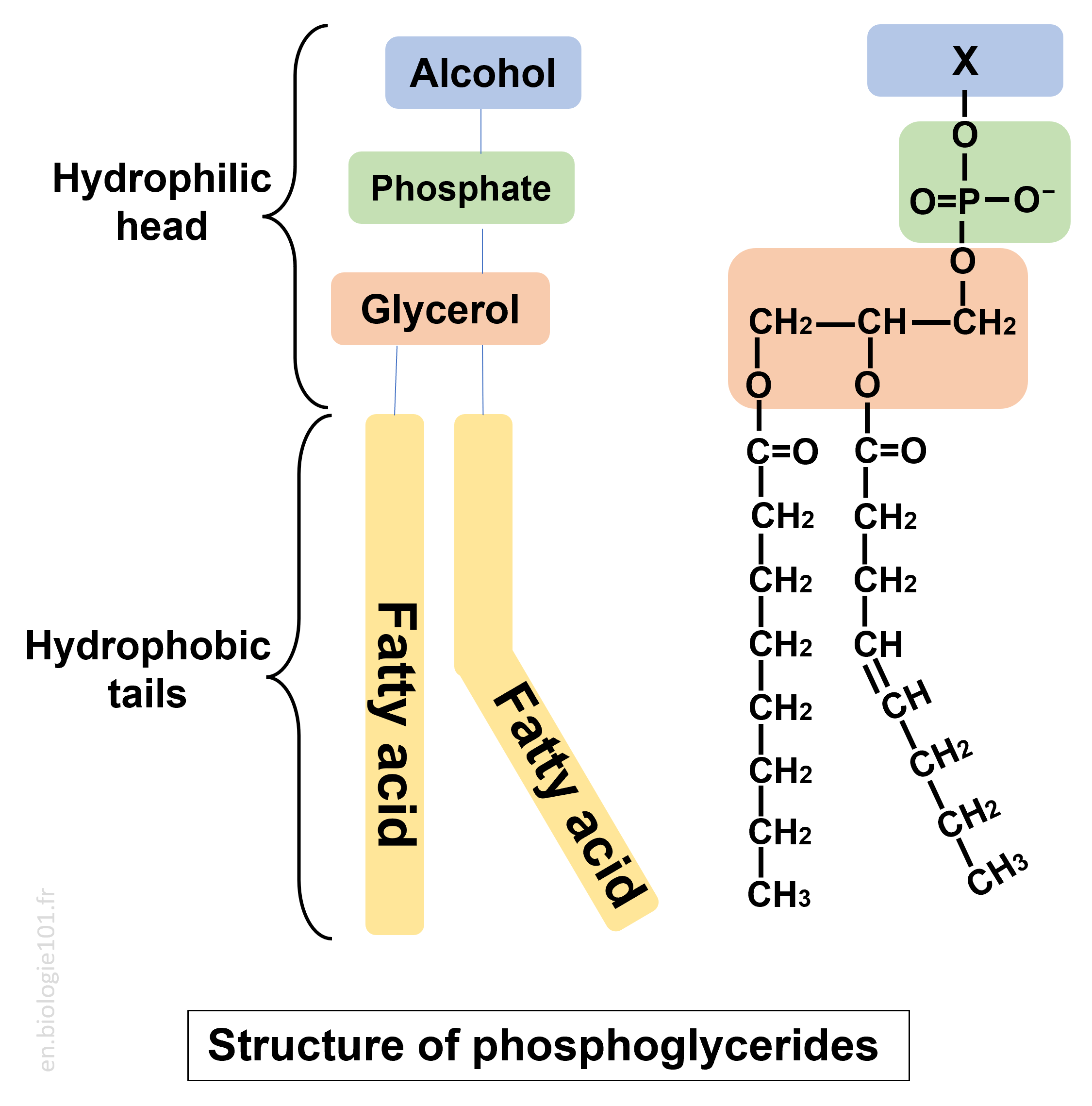 Phosphoglyceride Diagram and Model Phosphoglyceride diagram and stick model showing the glycerol backbone, fatty acid chains, and polar head group.